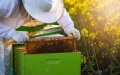 Morocco Allocates $13 Million to Save Bee Populations and Support Beekeepers