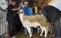 Morocco Announces Eid al-Adha 2024 Date, Aligning with Global Muslim Celebrations