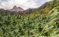 Morocco Approves First Cannabis Seed Imports for Legal Cultivation