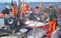 Morocco Approves Fishing Cooperation Agreement with Russia