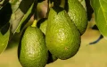 Morocco avocado production heat wave 130000 tonnes