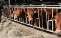 Morocco Bans UK Cattle and Beef Imports Amid Disease Concerns