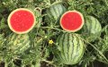 Morocco Bans Watermelon Farming in Drought-Hit Regions to Conserve Water