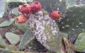 Morocco Battles Cochineal Infestation Threatening Vital Cactus Crops