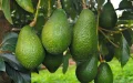 Morocco Becomes Africa's Top Avocado Exporter with 141 000 Tonnes