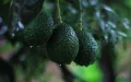 Morocco Becomes Africa's Top Avocado Exporter in 2025