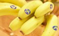 Morocco Boosts Banana Imports from Canary Islands Amid Pandemic