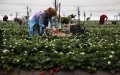 Morocco Boosts Support for Seasonal Workers in Spain Amid Labor Concerns