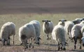 Morocco Boycotts Spain Sheep Exports, Algeria Wins Trade Deal