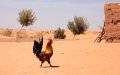 Morocco Braces for Heatwave as Temperatures Soar to 34°C (93°F)