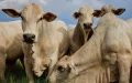 Morocco: Brazilian calves displace Spanish cows