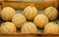 Morocco Breaks Record as Top Melon Exporter to Spain, Surpassing Netherlands