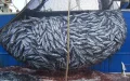 Morocco Celebrates Court Ruling Ending EU Fishing Agreements in Territorial Waters