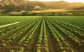 Morocco Challenges Spain Agriculture Dominance