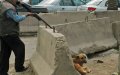 Morocco City Sparks Outrage with Stray Dog Culling Campaign