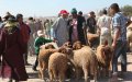 Morocco Closes 7 Livestock Markets Ahead of Eid Al-Adha Over COVID-19 Concerns