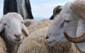Morocco Confirms Eid al-Adha Celebration, Plans Sheep Imports to Ensure Affordable Prices