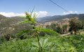 Morocco to Consider Cannabis Legalization Bill Amid Ongoing Health Emergency