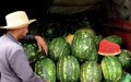 Morocco Considers Banning Watermelon Farming Amid Water Crisis