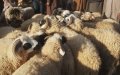 Morocco Considers Canceling Eid al-Adha Amid COVID-19 Economic Strain