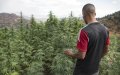 Morocco Convenes High-Level Meeting to Address Cannabis Policy and WHO Recommendations