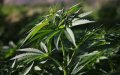 Morocco Could Reap $10 Billion from Legal Cannabis Market by 2023, Report Says