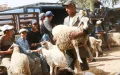Morocco Cracks Down on Eid al-Adha Sheep Sales Chaos