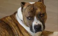 Morocco Dangerous Dogs Ban: No Permits Allowed
