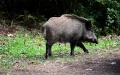 Morocco: Deadly wild boar attack in Sefrou