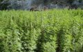 Morocco Delays Vote on Cannabis Legalization Bill
