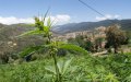 Morocco Delays Vote on Cannabis Legalization Bill for Second Time