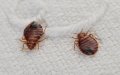 Morocco Denies Bed Bug Outbreak, Implements Preventive Measures
