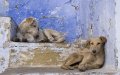 Morocco Denies Plans to Cull Stray Dogs Ahead of 2030 World Cup