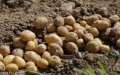 Morocco Destroys 136 Tons of Potatoes Treated with Unapproved Pesticides