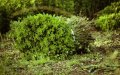 Morocco Destroys Contaminated Mint Fields to Protect Consumers from Banned Pesticides