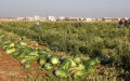Morocco Destroys Excess Watermelon Fields to Conserve Water