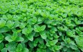 Morocco Destroys 1.5 Hectares of Mint Crops Contaminated with Illegal Pesticides