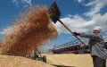 Morocco Diversifies Wheat Imports as Russian Shipments Rise