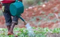 Morocco to Donate 160 Tons of Fertilizer to Saint Vincent and the Grenadines