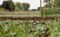 Morocco to Donate 500 Tons of Fertilizer to Saint Vincent and Grenadines, Boosting Agricultural Cooperation