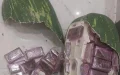 Morocco drug bust: 700kg hashish hidden watermelons Tangier