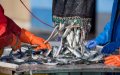 Morocco Emerges as Top Fish Exporter to Russia, Second Only to Vietnam
