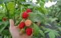 Morocco Emerges as Top Frozen Raspberry Exporter to EU, Quadrupling Shipments
