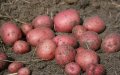 Morocco Emerges as Top Potato Producer in North Africa, Boosts Export Potential