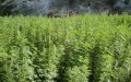 Morocco to Examine Cannabis Legalization Bill, Experts Call for Improvements