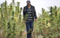 Morocco Explores Alternatives to Cannabis Farming Amid Environmental Concerns