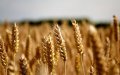 Morocco Extends Wheat Import Duty Suspension to Ensure Food Security