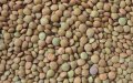 Morocco Faces Lentil Price Surge: Local Crops Nearly Double in Cost