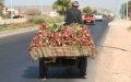 Morocco Faces Onion Price Surge; Agriculture Ministry Promises Relief