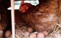 Morocco Faces Sharp Rise in Chicken and Egg Prices as Demand Surges